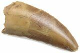 Serrated Raptor Tooth - Real Dinosaur Tooth #376475-1